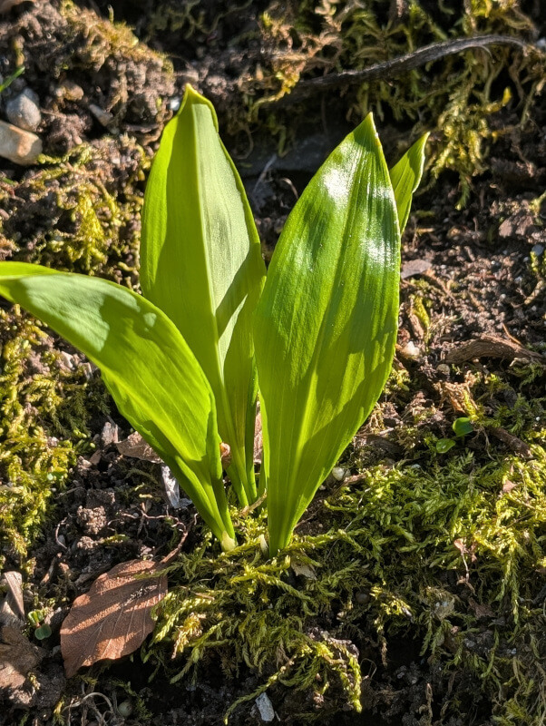 baerlauch einzel
